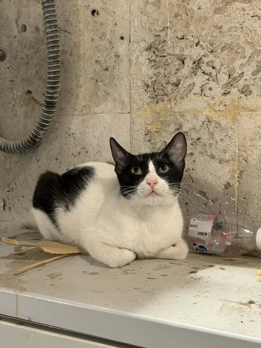 وِداد tweet media