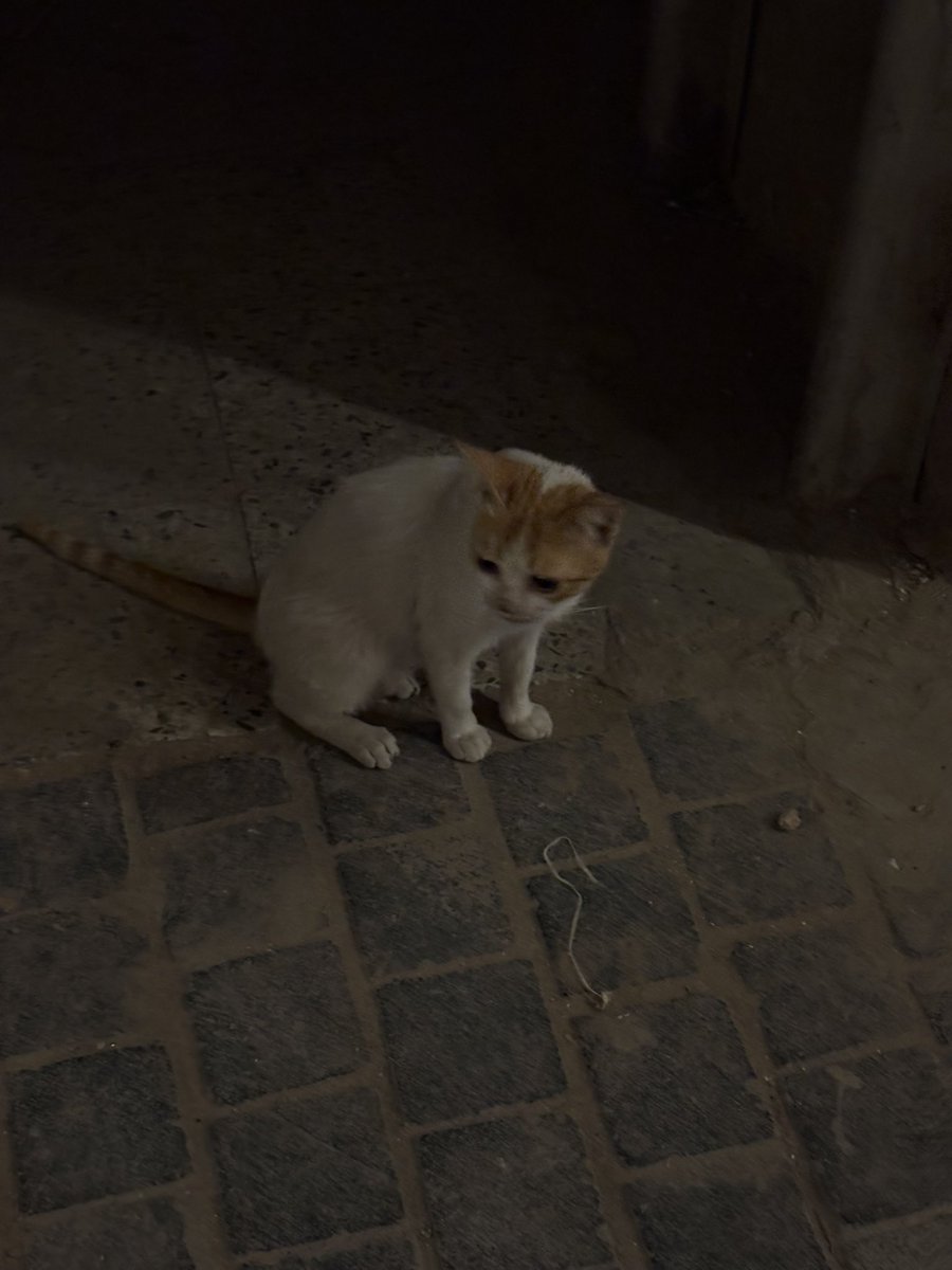 وِداد tweet media