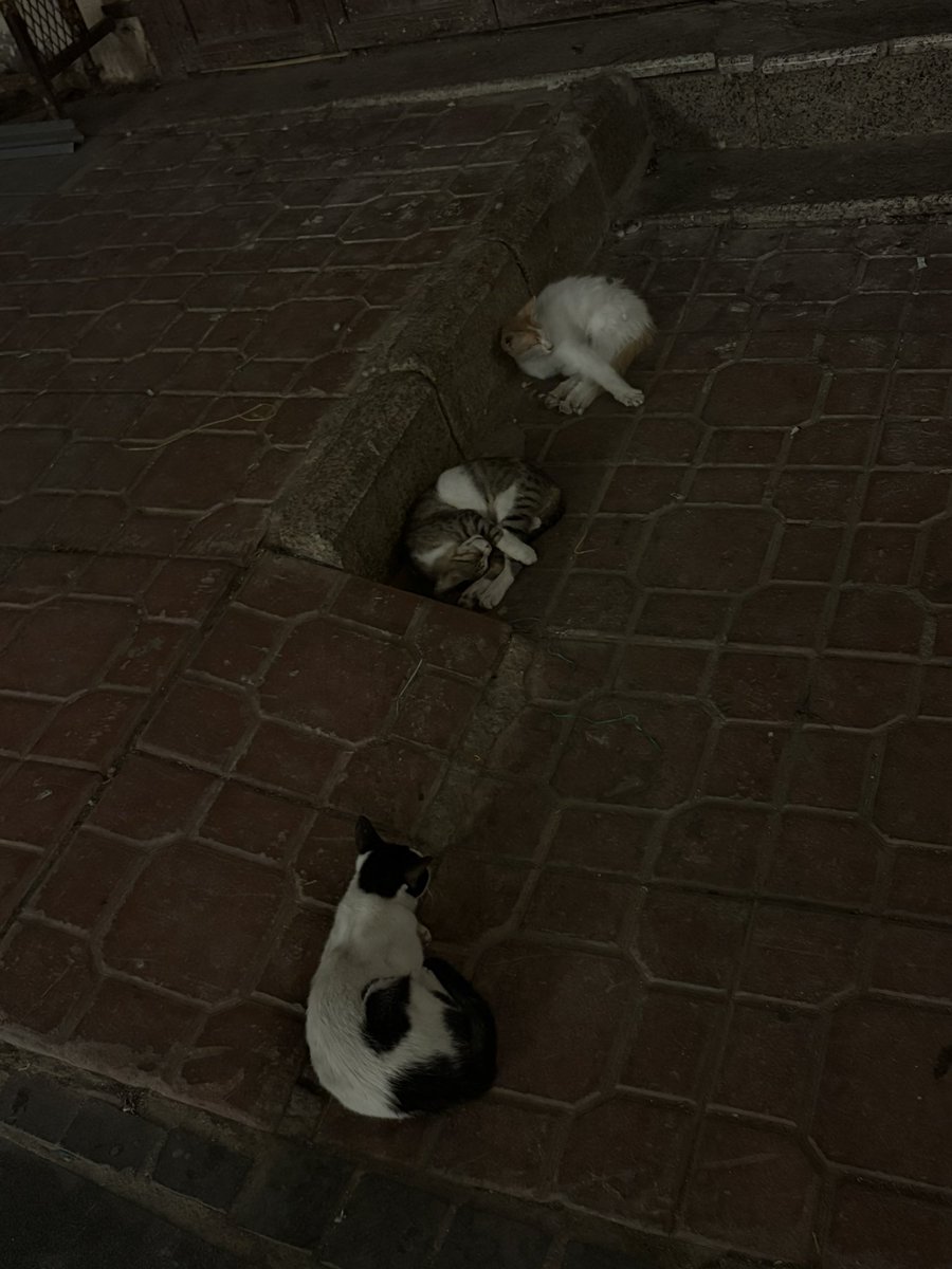 وِداد tweet media