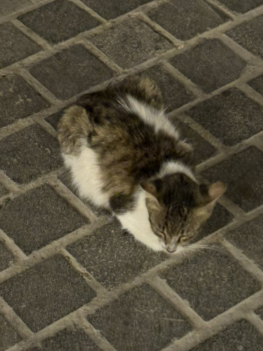 وِداد tweet media