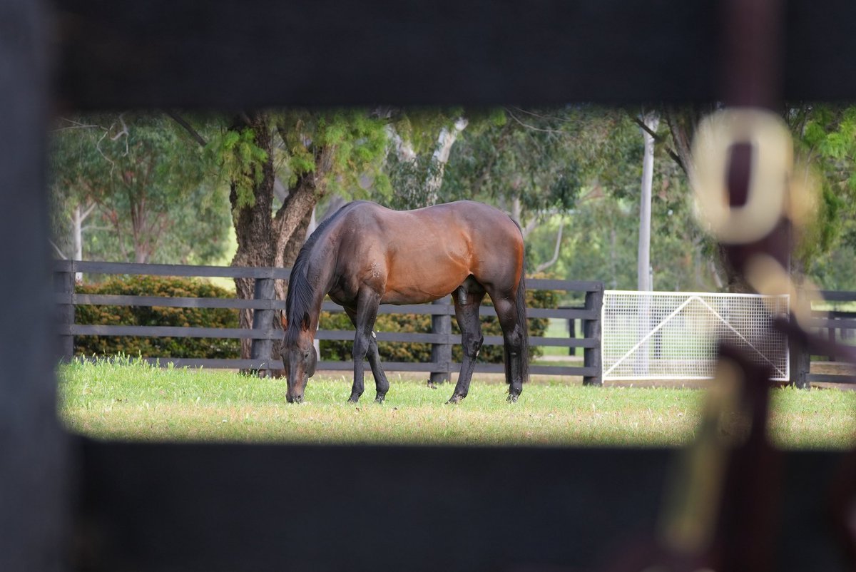 yarramanpark's tweet image. 🌟 VINNIE: RUNNERS’ UPDATE 🌟 

🎯 CABALLUS (5g) - $5M The Quokka, 18 April 
🎯 CHAYAN (2f) - G1 Golden Slipper, 21 March 
🎯 SEIZE THE DAY (2c) - G1 Manawatu Sires’ Produce Stakes, 28 March

#IAmInvincible: soundness, durability, longevity - Invincible for the ages