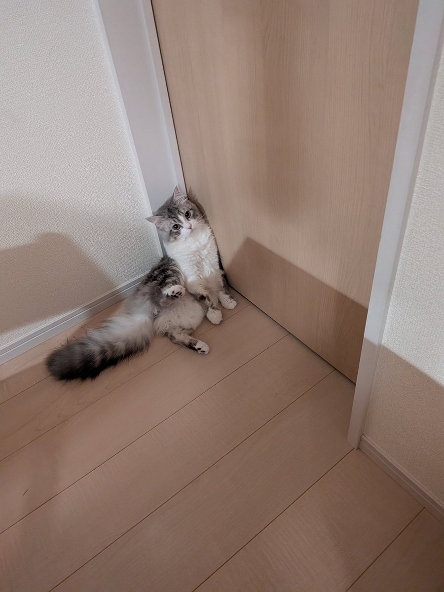 はるちゃん𓂃𓂂ꕤ*.゚☺︎ tweet media