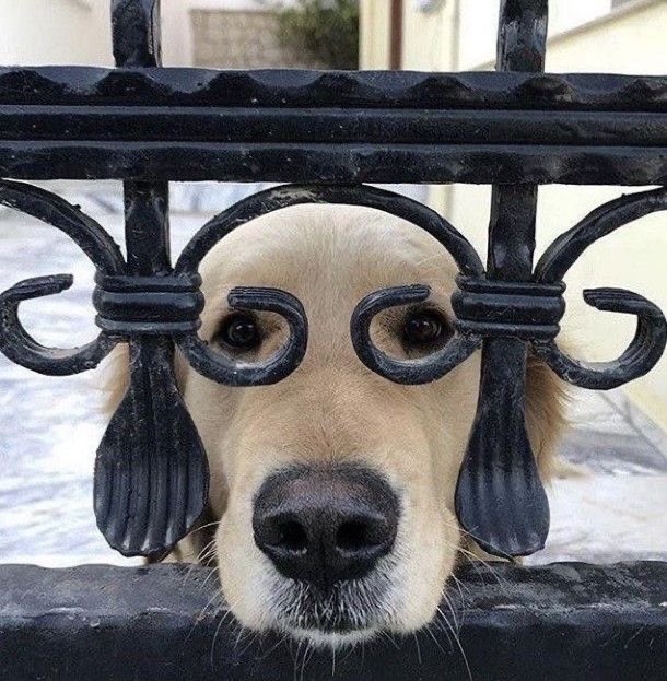 💖 (@twaniimals) on Twitter photo 