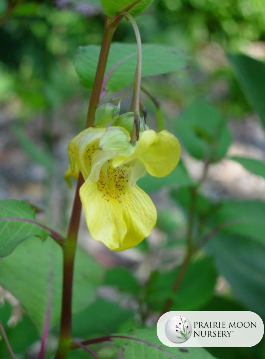 Iowa Monarchs tweet media