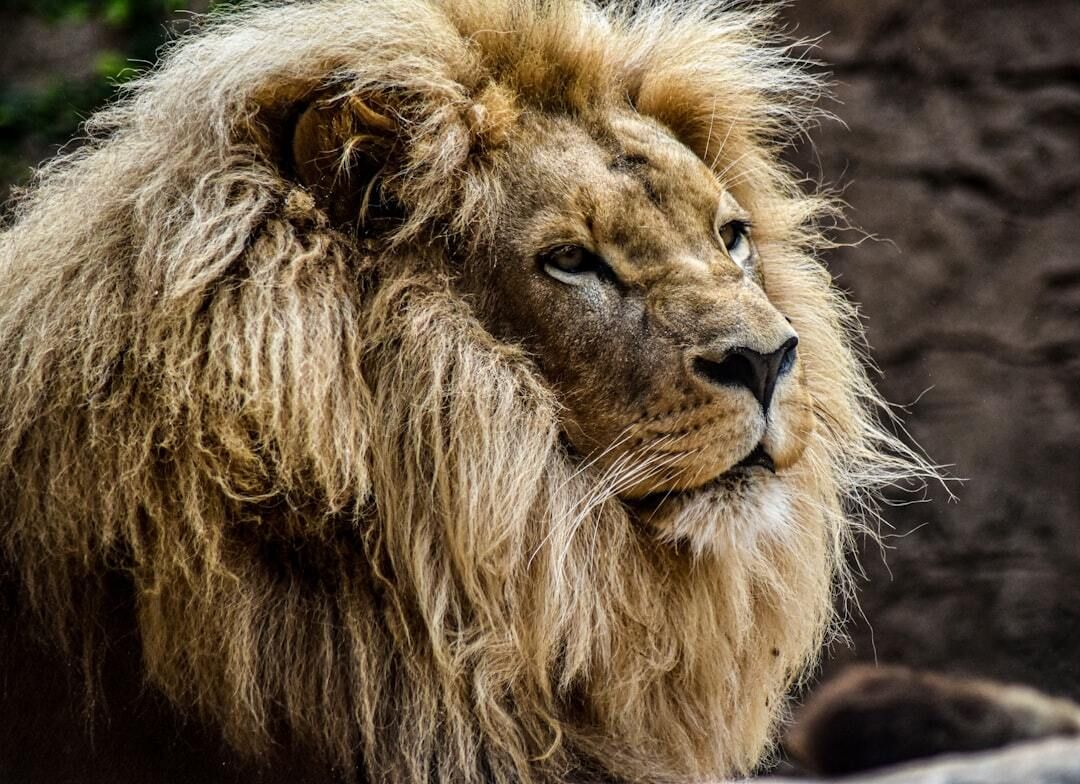 DougHallMedia's tweet photo. All of history is His Story. The entire Bible could be summed up with three statements:  1. Old Testament- The Messiah ( Jesus  ) is coming. 2. New Testament- The Messiah ( Jesus   ) has come. 3. Revelation- The Messiah ( Jesus ) is returning. He’s coming as the conquering King, https://t.co/AjWB1RncYw