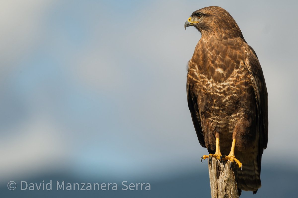 David Manzanera 🇪🇭 🌱🦇🦅🦂🦌 tweet media