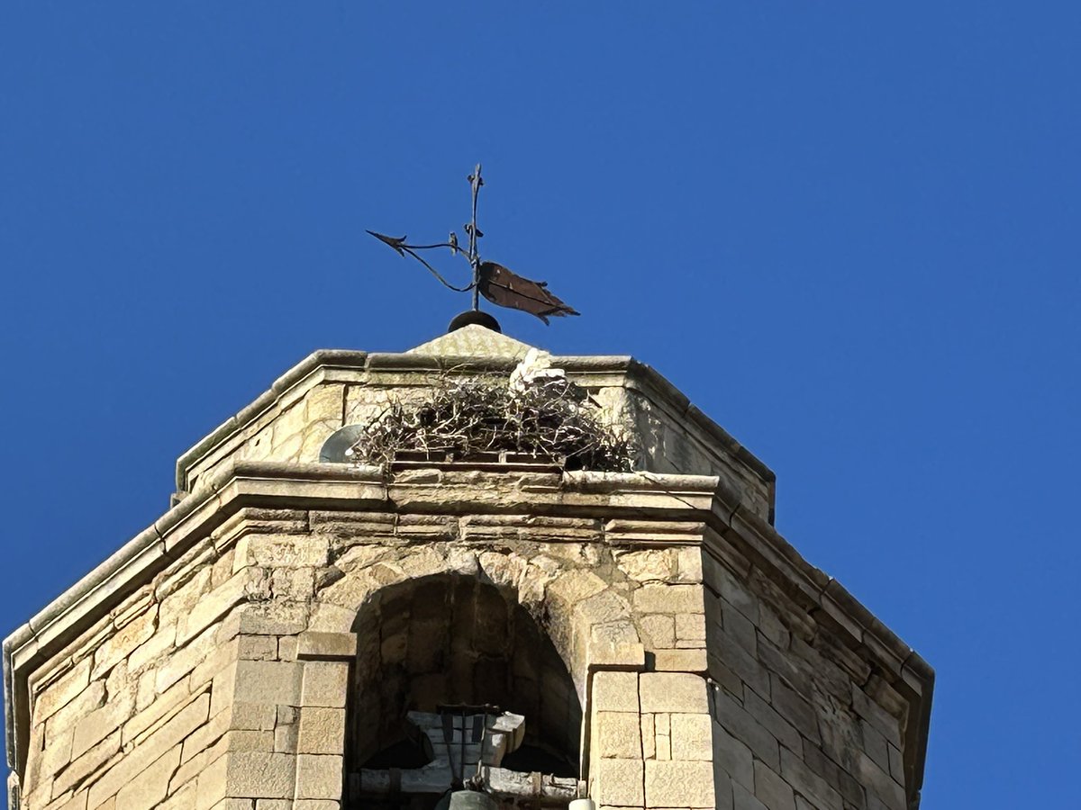 BeyondBCN's tweet photo. I de les rouredes, fagedes i pinedes de rojalet del #Bisaura als regadius del Canal d'Urgell, terra de cigonyes i torlits...ambient preciós al Palau d'Anglesola! @AuladelPalau https://t.co/BkqNEiq0iT