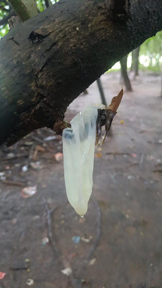 Gabpasssp's tweet photo. Esse gozou litros e deixou pra trás 💦🥵
Usei de lubrificante 
#perv #poz #vitamina #deposito https://t.co/fKpp5NpYww