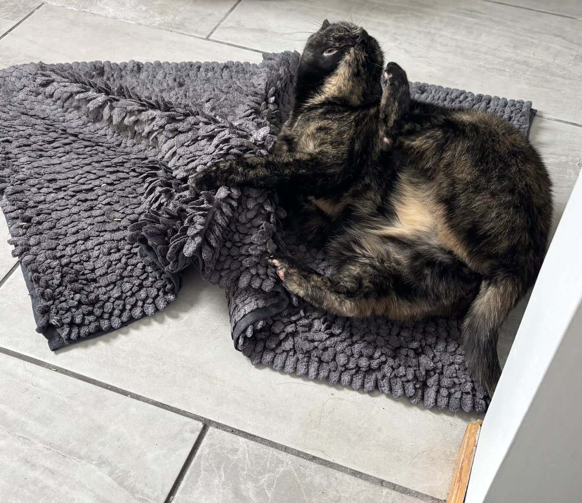 Little cat tweet media