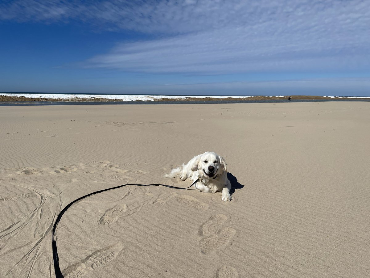 ObedienceCollge's tweet photo. Gus enjoying obedience practice at the beach https://t.co/hNvVNnbP6V