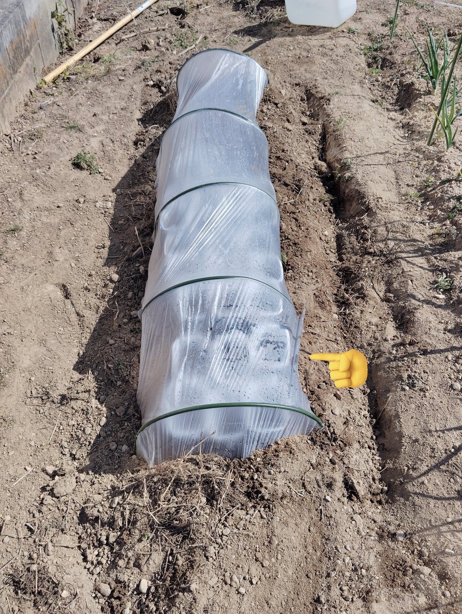おはようございます😊
今日の朝の名古屋の天気くもり☁です😊
気温4℃

種まき
スイカ🍉（3種類）ナス🍆（2種類）クロウリ、メロン🍈シシトウ、
ジャンポピーマ
ミニハウスを作り、中に入れました。
1日も早く芽🌱が出ますように🙏☺️

大相撲
今日は勝ちますように☺️
#春#野菜#種#種類