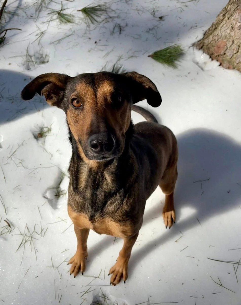 Rescue Dogs Rock, D.C. 🐾🐾🇺🇸 tweet media