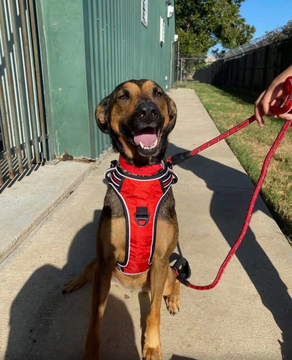 Rescue Dogs Rock, D.C. 🐾🐾🇺🇸 tweet media