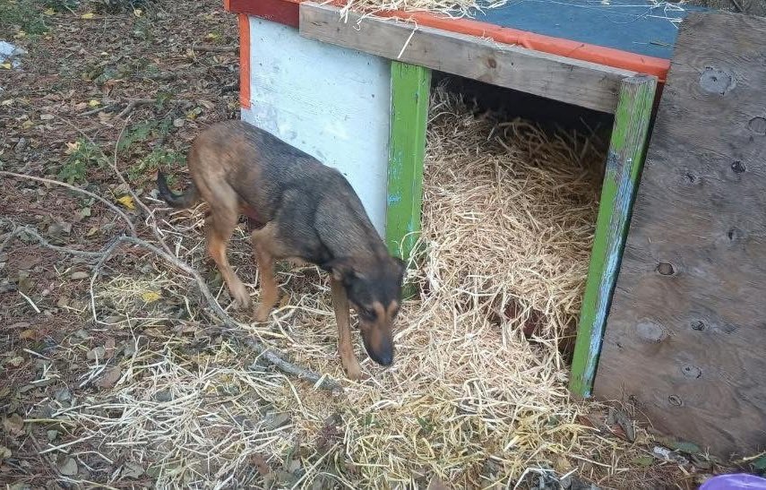 Rescue Dogs Rock, D.C. 🐾🐾🇺🇸 tweet media