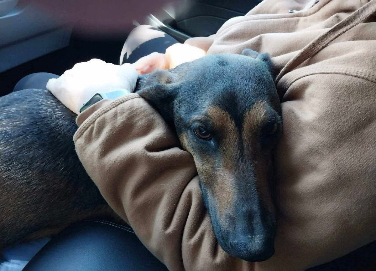 Rescue Dogs Rock, D.C. 🐾🐾🇺🇸 tweet media