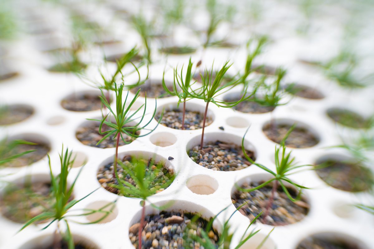 Western Forest Products tweet media