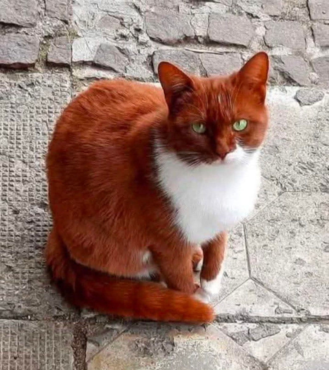 The Cat Aura 𓃠 tweet media