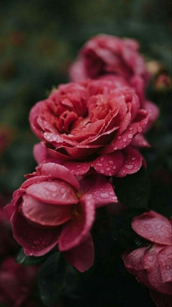 ‏♔ڄٌۅۅۅًد🕊♔ tweet media