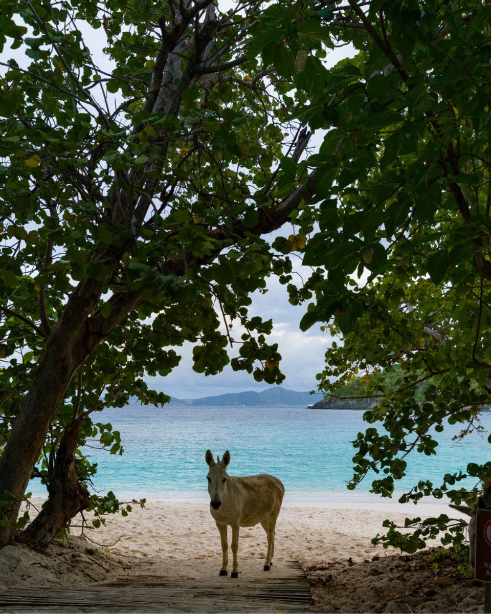 Visit USVI – U.S. Virgin Islands Dept. of Tourism tweet media