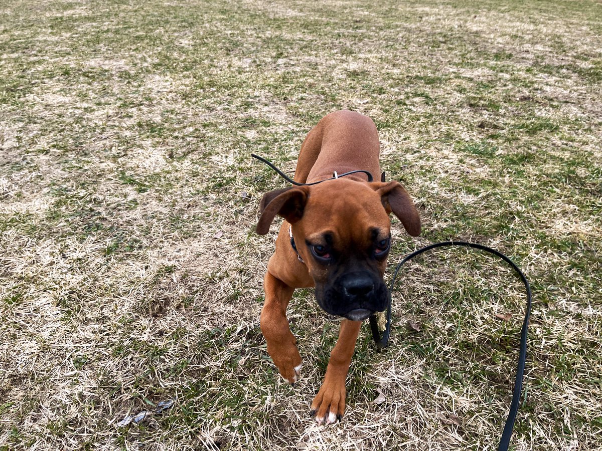 ObedienceCollge's tweet photo. Daisy working on her recall https://t.co/7uWgN3Q6kz