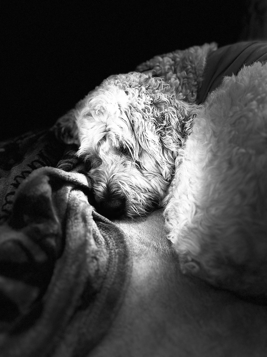 Kendra_Mac06's tweet photo. Sleepy puppy 🥰🐾 https://t.co/89D3G6PdAG