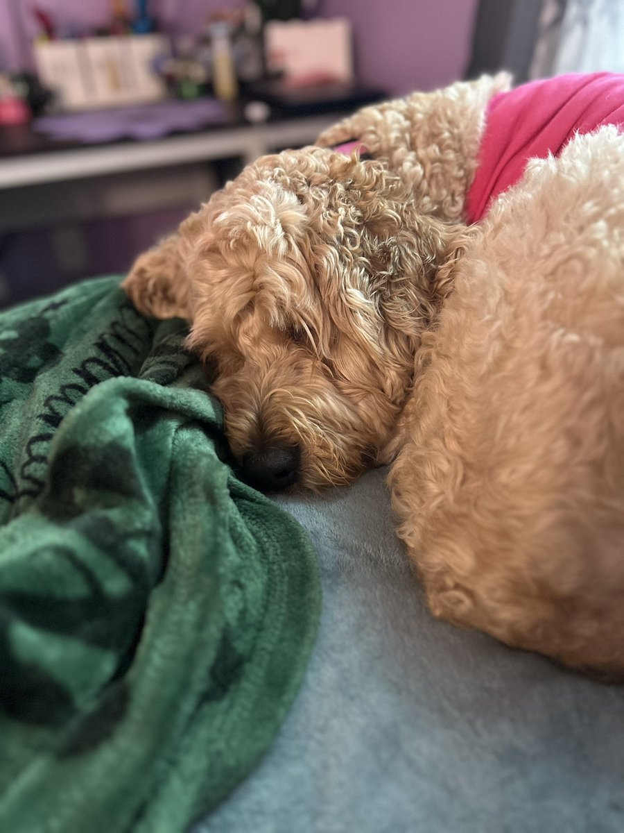 Kendra_Mac06's tweet photo. Sleepy puppy 🥰🐾 https://t.co/89D3G6PdAG