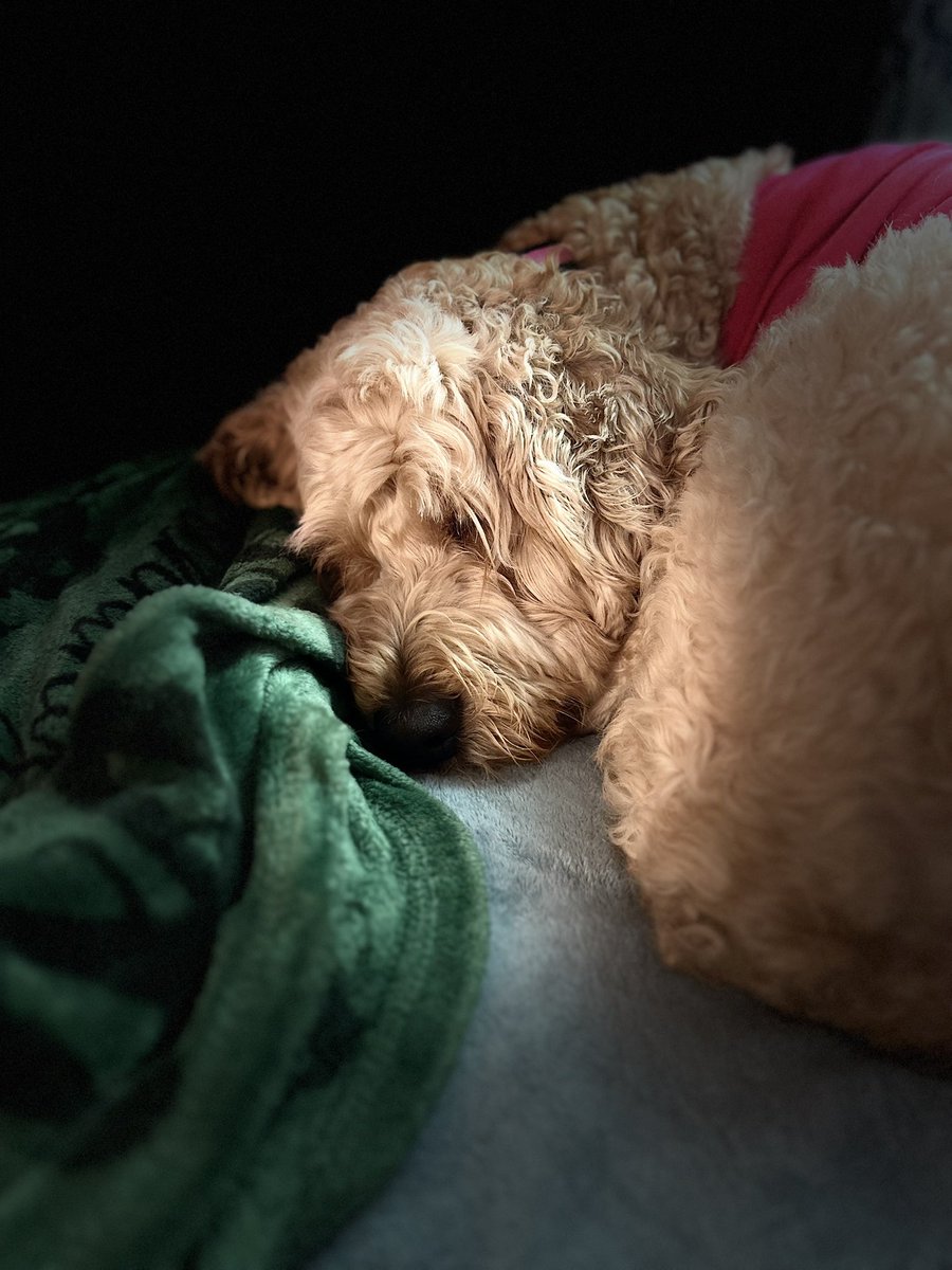 Kendra_Mac06's tweet photo. Sleepy puppy 🥰🐾 https://t.co/89D3G6PdAG
