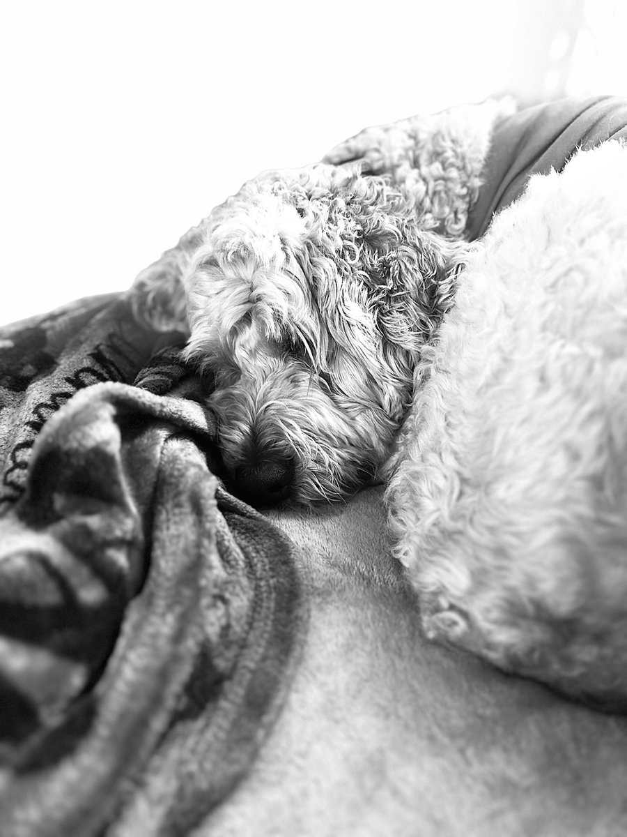 Kendra_Mac06's tweet photo. Sleepy puppy 🥰🐾 https://t.co/89D3G6PdAG