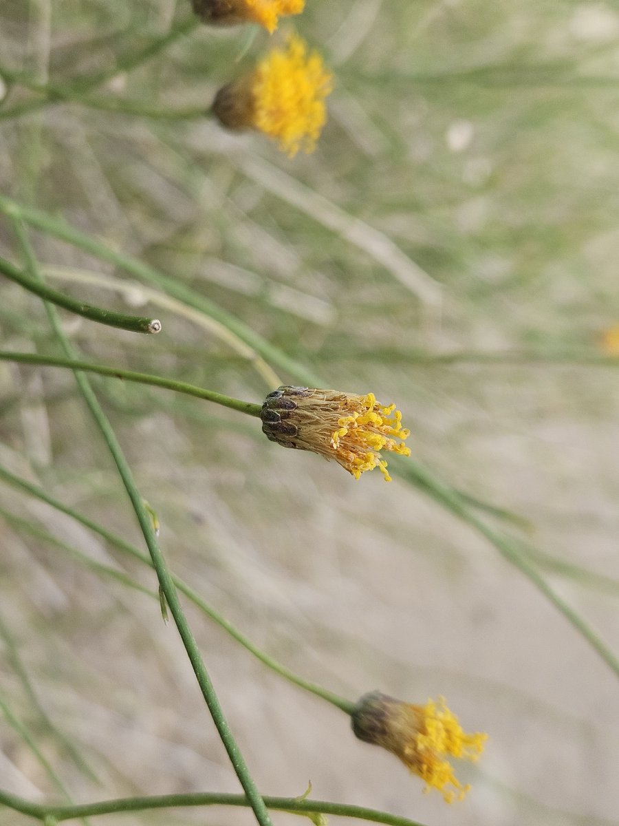 Some involucre shots for the real perverts