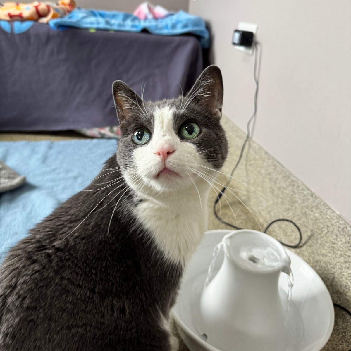 Tree House Humane Society tweet media