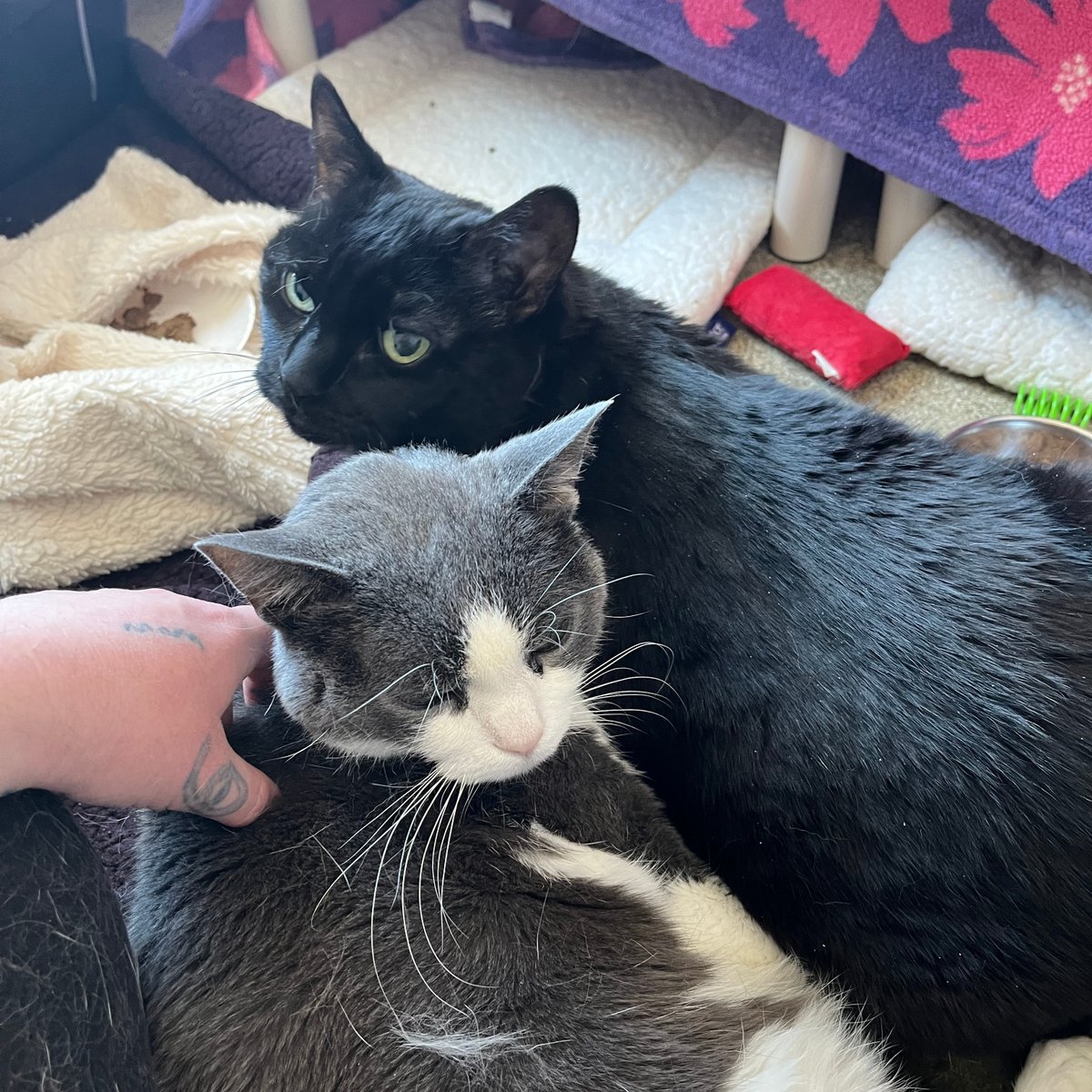 Tree House Humane Society tweet media