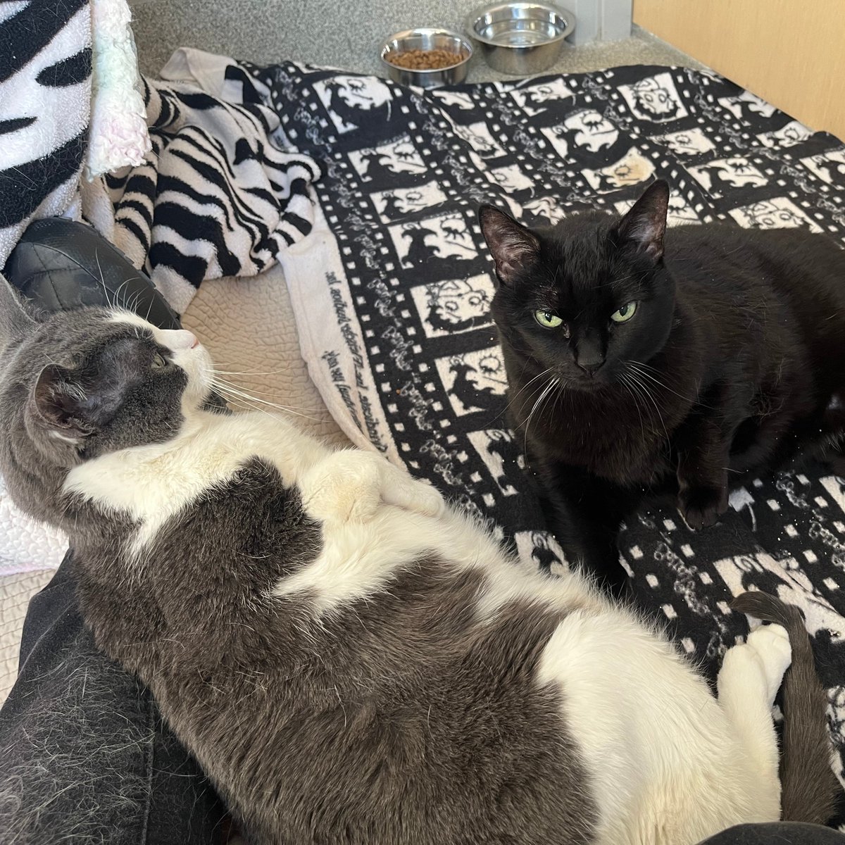 Tree House Humane Society tweet media