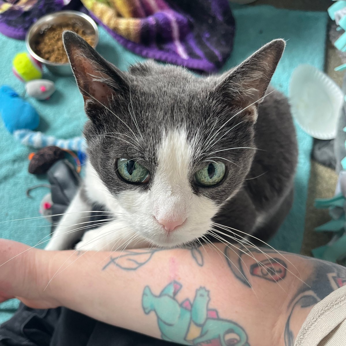 Tree House Humane Society tweet media