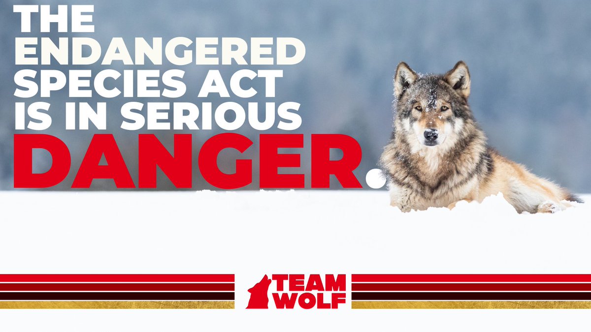 Team Wolf tweet media