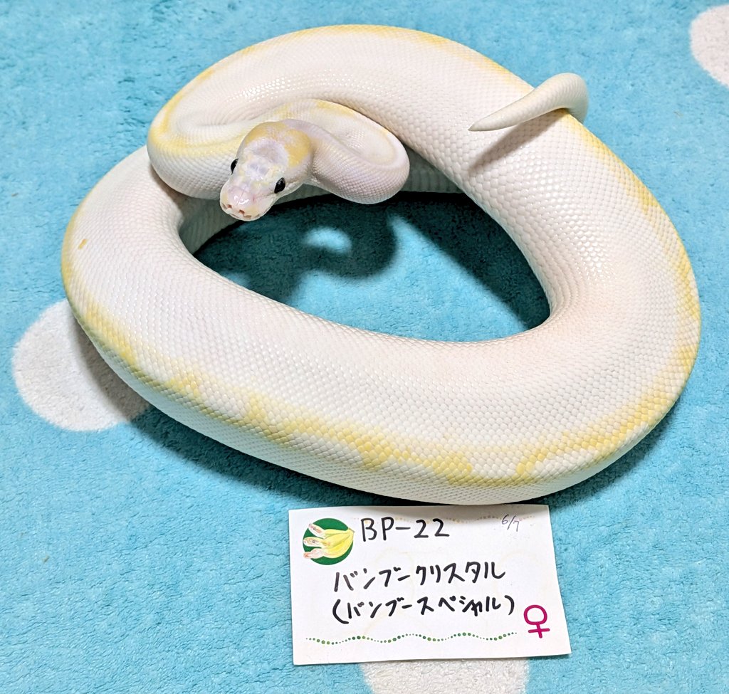 バナナ@バナナの家 tweet media