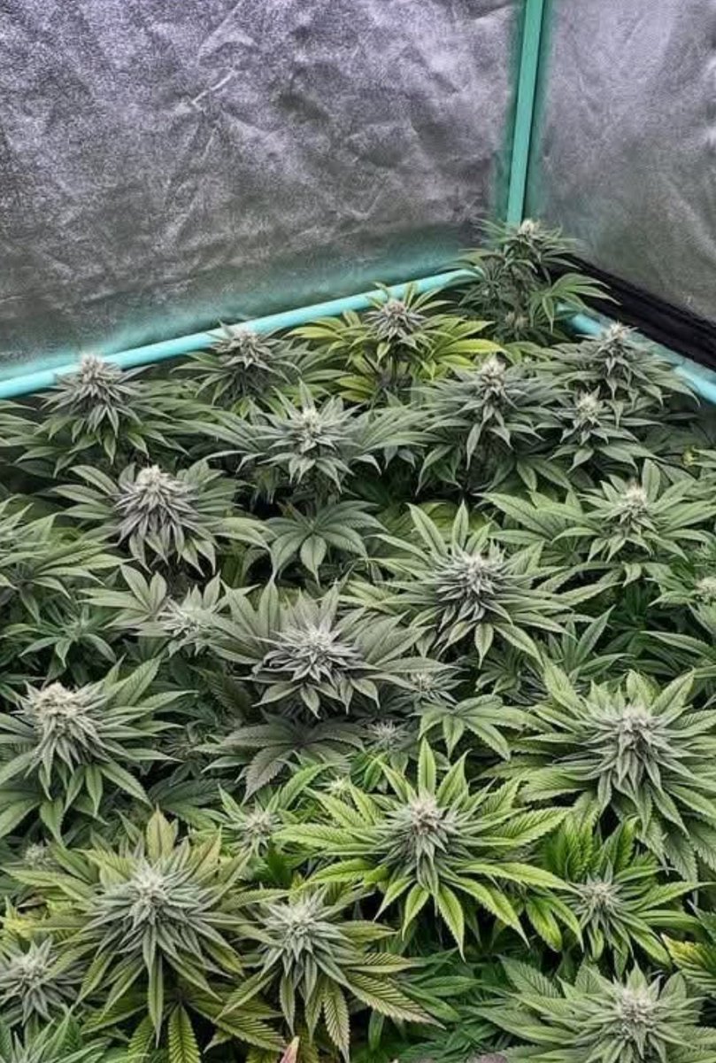 Fernand49034227's tweet image. natural 
#ganja #weed #hibrida