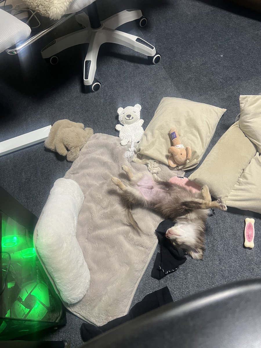 むぎむぎざうるす tweet media