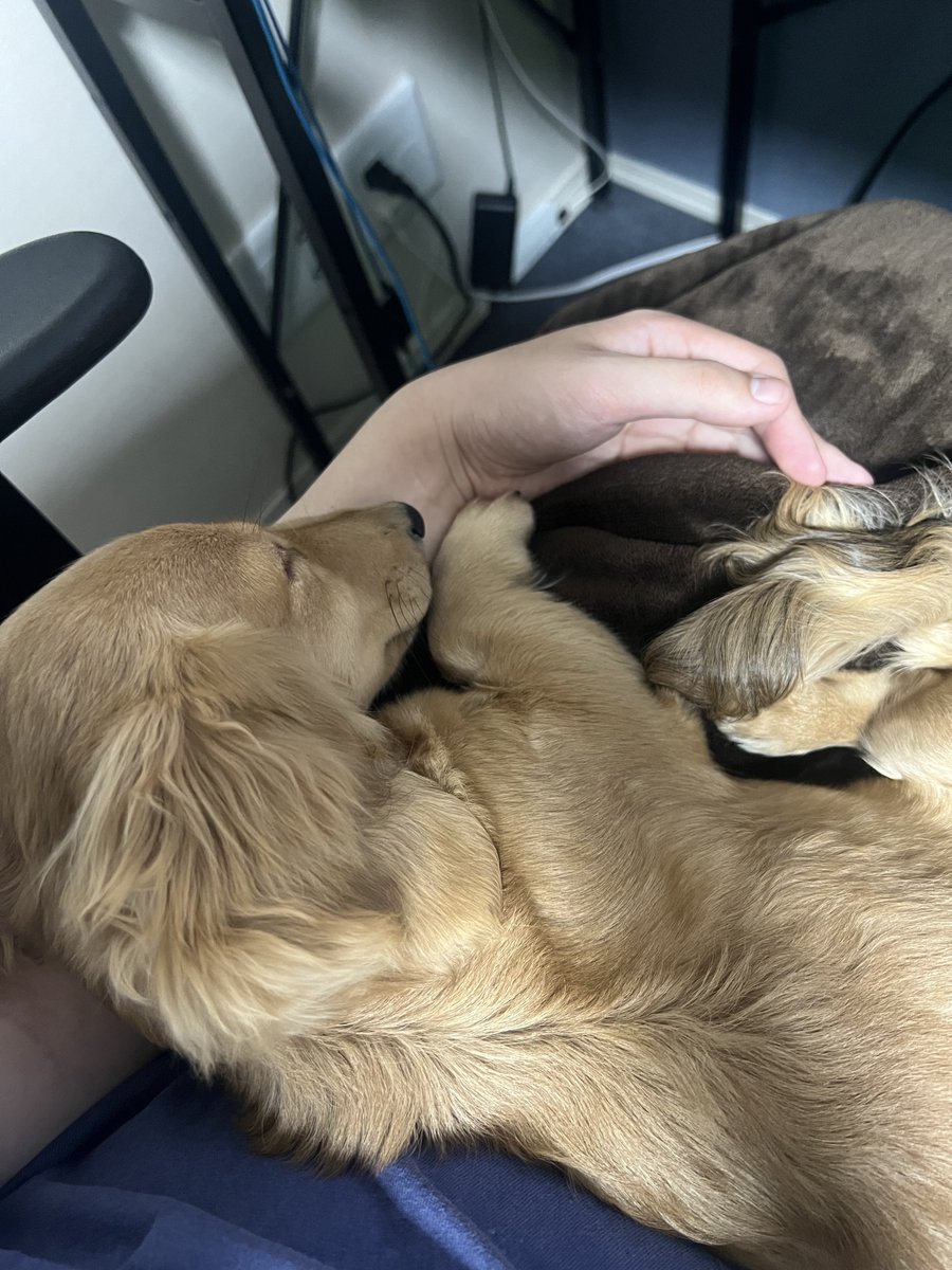 むぎむぎざうるす tweet media