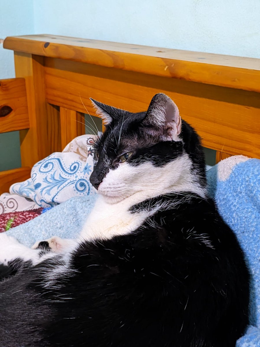 Meu gato em algum lugar aleatório tweet media