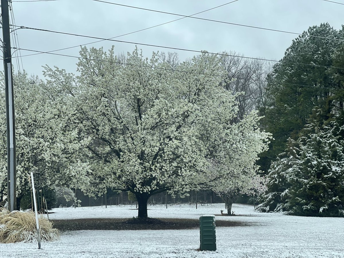 wxroman's tweet photo. Spring meets Winter https://t.co/pQKNqB2i7A