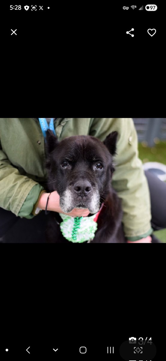 MyBoxerLuvMac1's tweet image. 💔Lindor💔
#NYCACC #248761 9y
▪️Listed TBK: 3/14💉 
#RescueOnly

Precious, sweet SR.'s💔, listed 4 medical, after 9 days.
Has ulcerated mass on LH leg &amp;amp; abnormal b. work, indicating underlying, chronic disease.
Needs full vet hospital work up ASAP.
Shes a chill, darling lady who