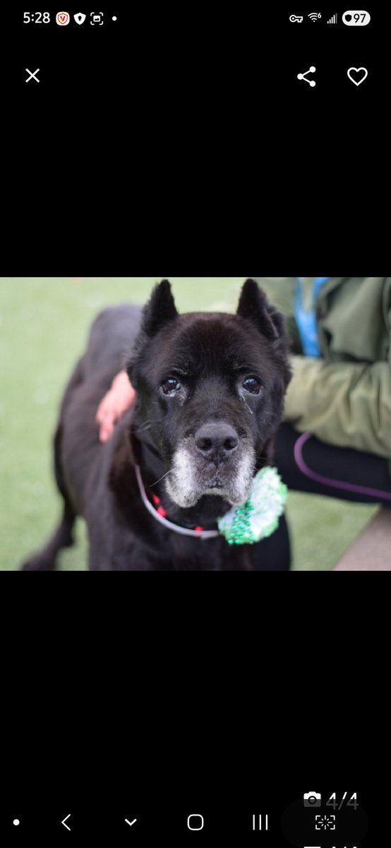 MyBoxerLuvMac1's tweet image. 💔Lindor💔
#NYCACC #248761 9y
▪️Listed TBK: 3/14💉 
#RescueOnly

Precious, sweet SR.'s💔, listed 4 medical, after 9 days.
Has ulcerated mass on LH leg &amp;amp; abnormal b. work, indicating underlying, chronic disease.
Needs full vet hospital work up ASAP.
Shes a chill, darling lady who