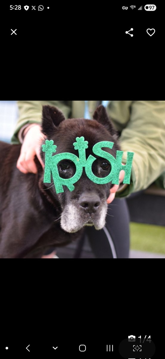 MyBoxerLuvMac1's tweet image. 💔Lindor💔
#NYCACC #248761 9y
▪️Listed TBK: 3/14💉 
#RescueOnly

Precious, sweet SR.'s💔, listed 4 medical, after 9 days.
Has ulcerated mass on LH leg &amp;amp; abnormal b. work, indicating underlying, chronic disease.
Needs full vet hospital work up ASAP.
Shes a chill, darling lady who