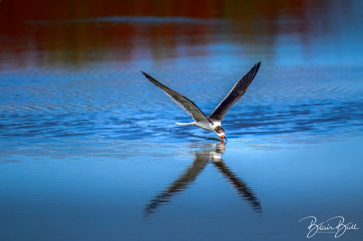 Black skimmer taken at Merritt Island National Wildlife Refuge in Only In Florida. #birdphotography #birdsofinstagram #merrittisland #florida #birdphotography