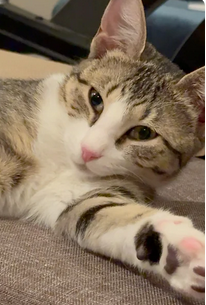 Cat Matchers tweet media