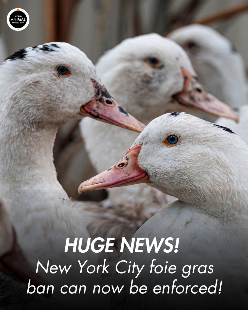 World Animal Protection US tweet media