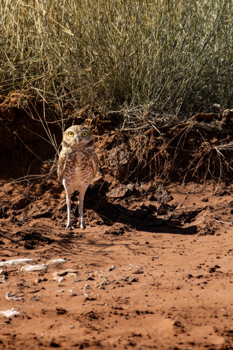 ConocoPhillips tweet media