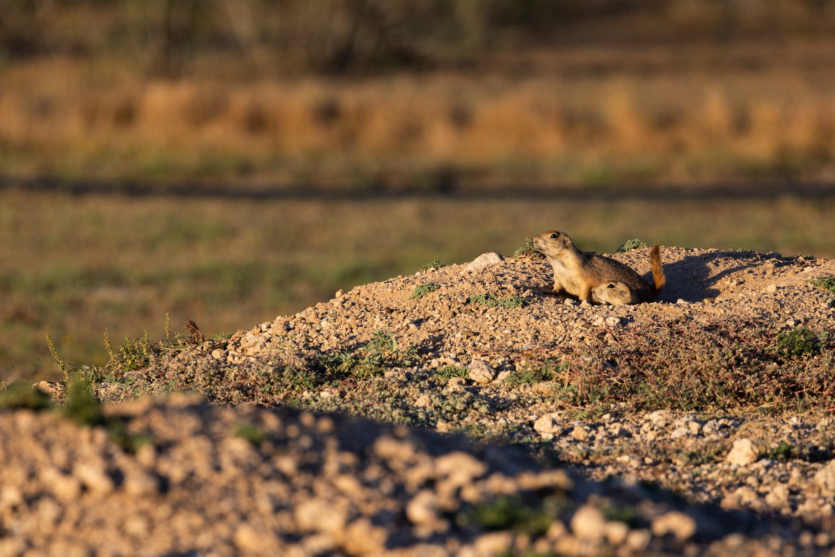 ConocoPhillips tweet media