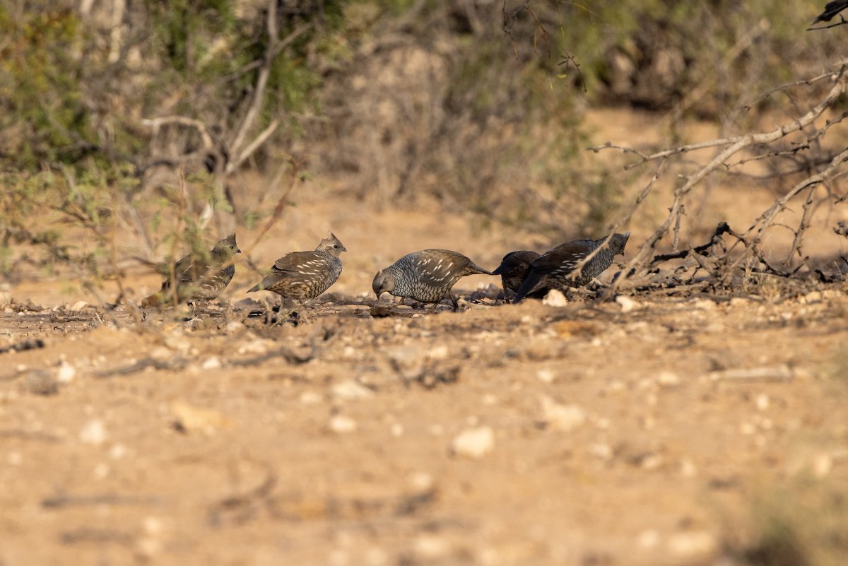 ConocoPhillips tweet media