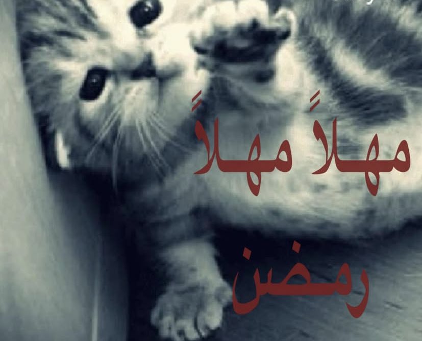 prvuuir's tweet photo. بكره أخر جمعه https://t.co/IXKYYUVpjw